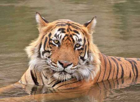 Golden Triangle with Ranthambore